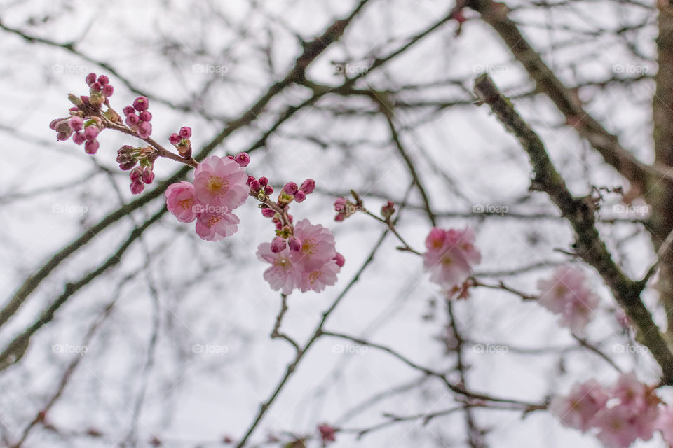 Cherry tree in bloom