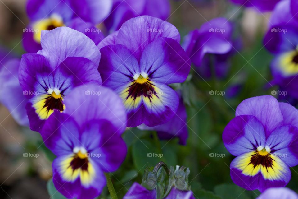 Close-up of garden pansy