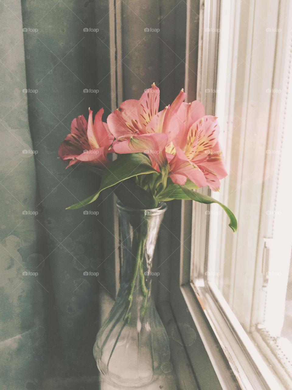 Window flowers
