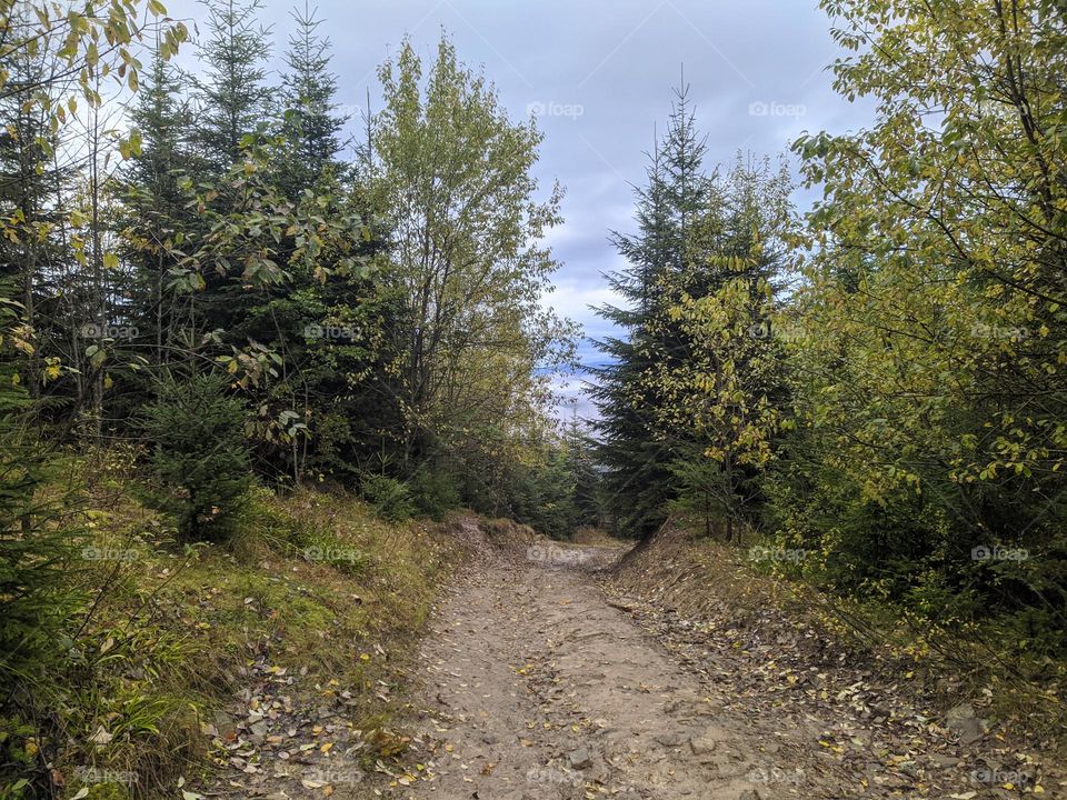 Path in the forest