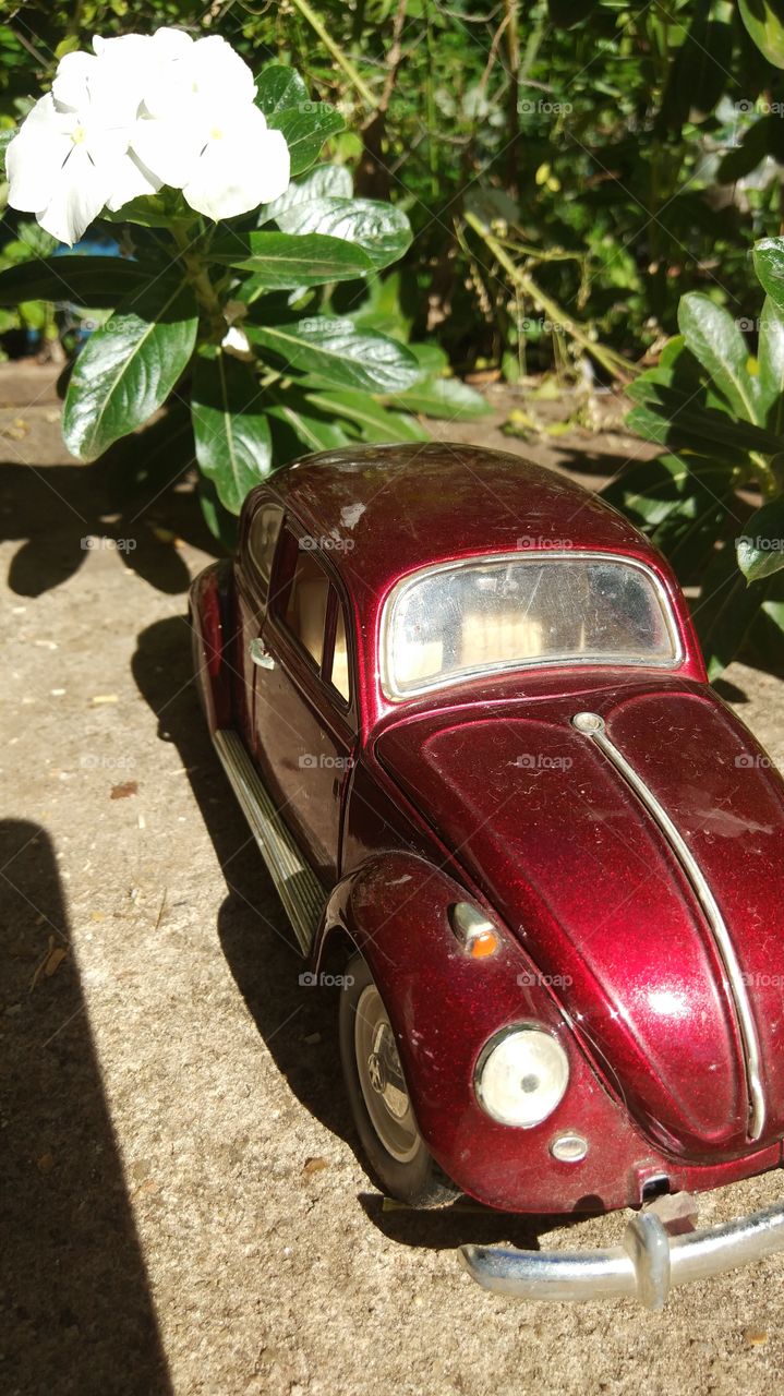 fusca