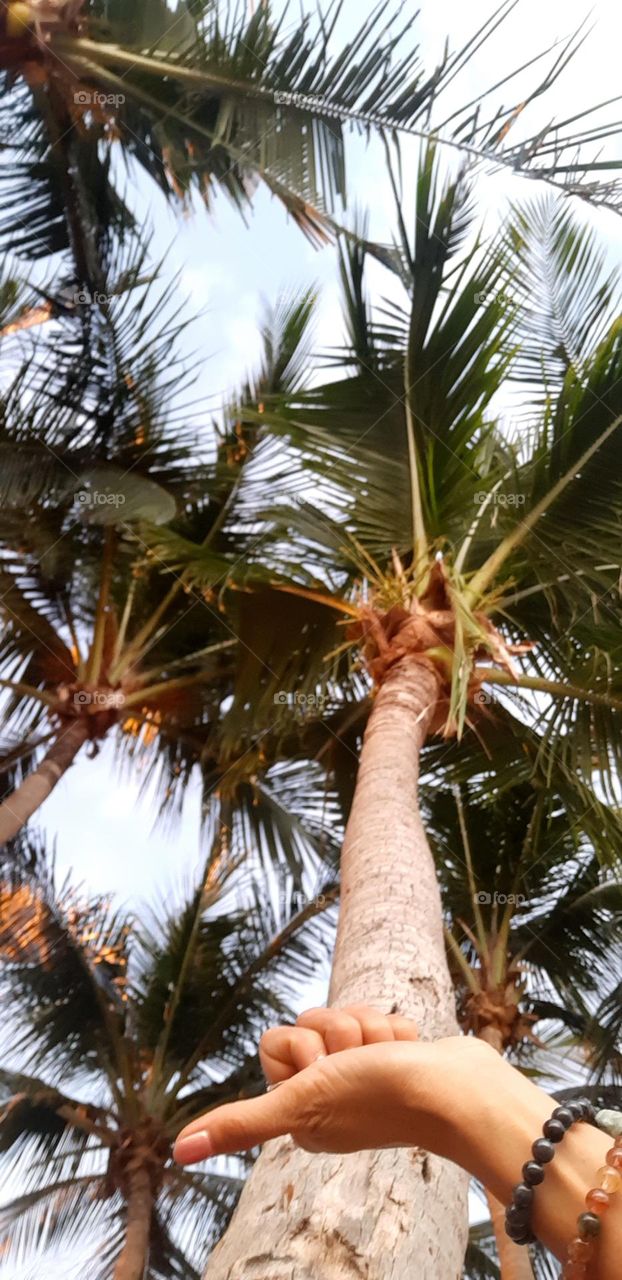 Coconut trees 
At Dongtan beach