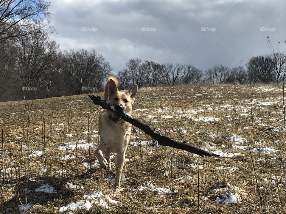 I found the stick you threw. 