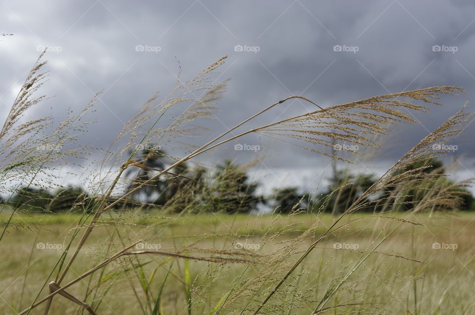 Foto macro de una hierba. Me llamo la la atención como la planta se balanceaba en el viento como una danza y quise captar ese momento.