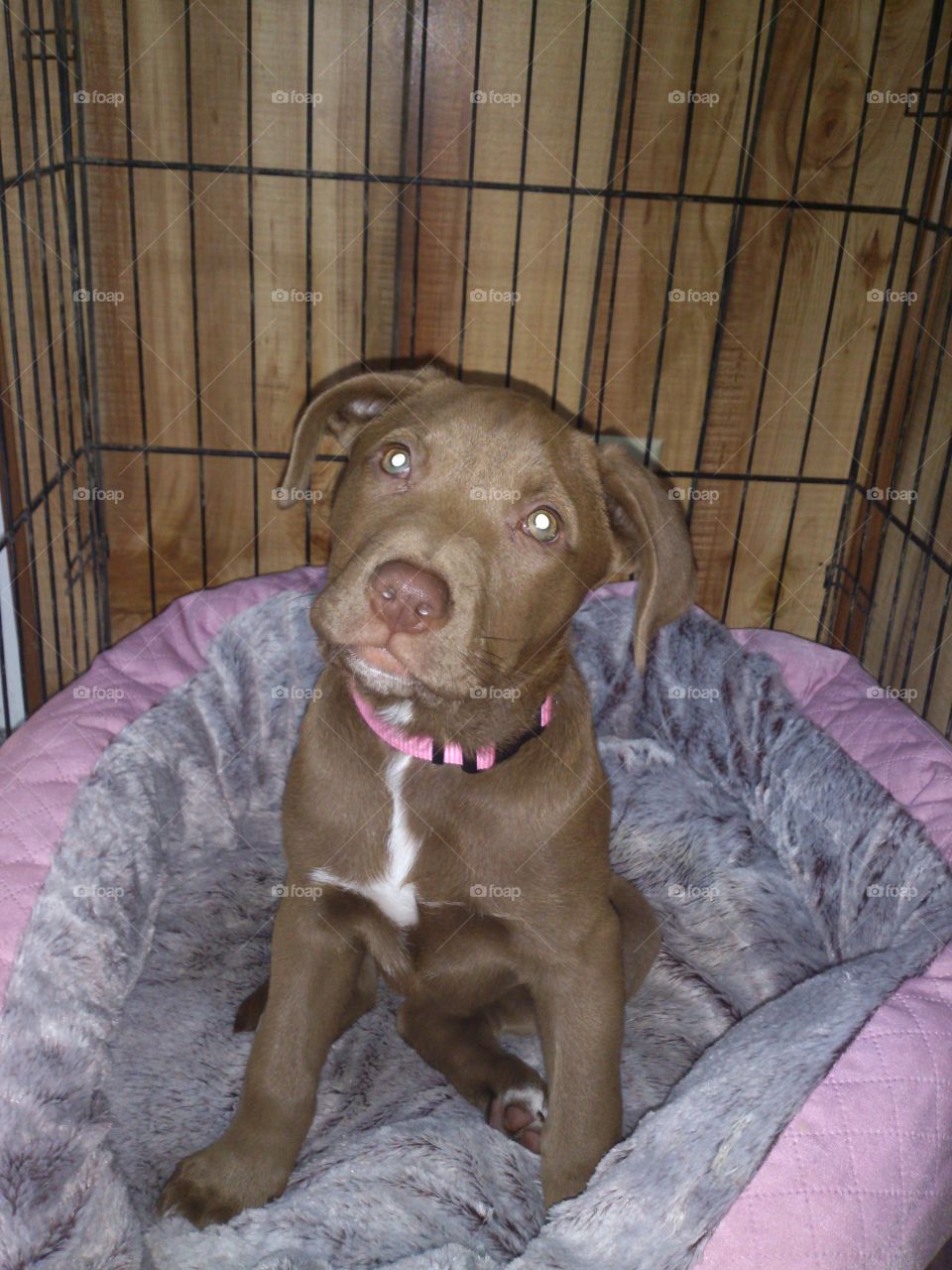 Kalina. This is my red nose pit bull puppy
