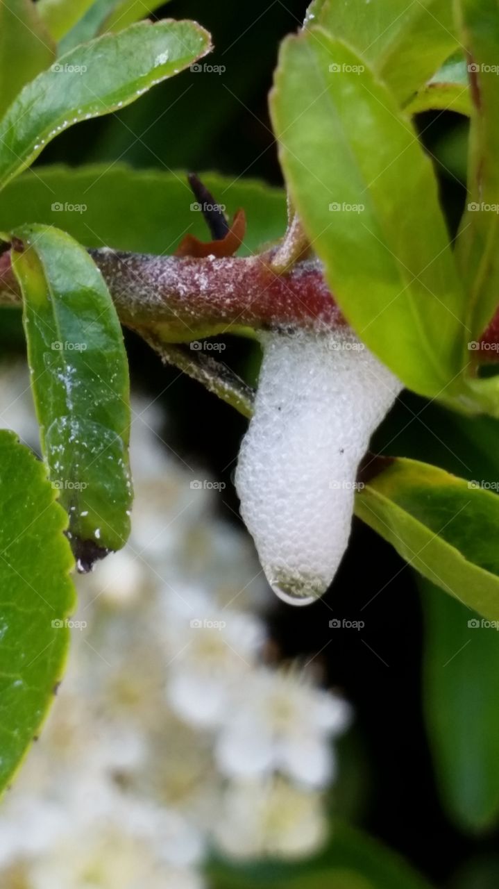 Foam. Tree branch