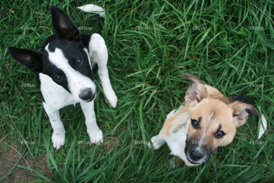 Puppy sitting on grass looking at camera