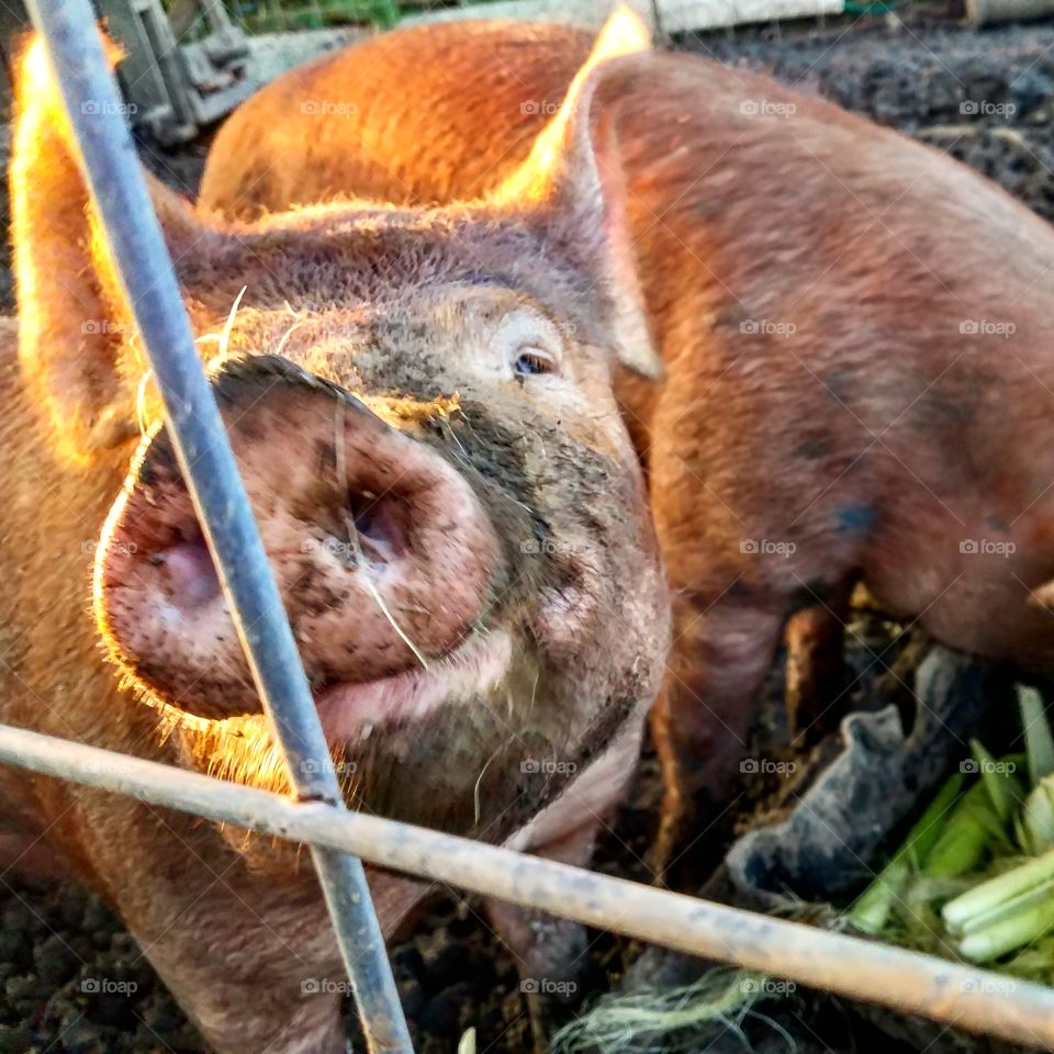 Gracie the pig