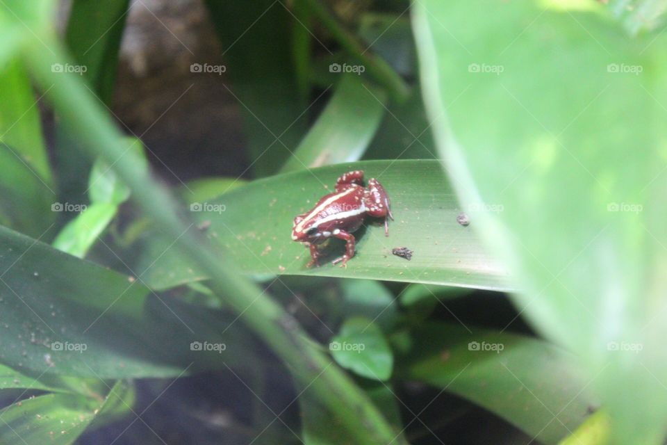 Poison dart frog 