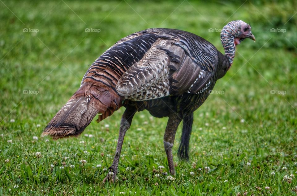 Turkey in the UW Arboretum