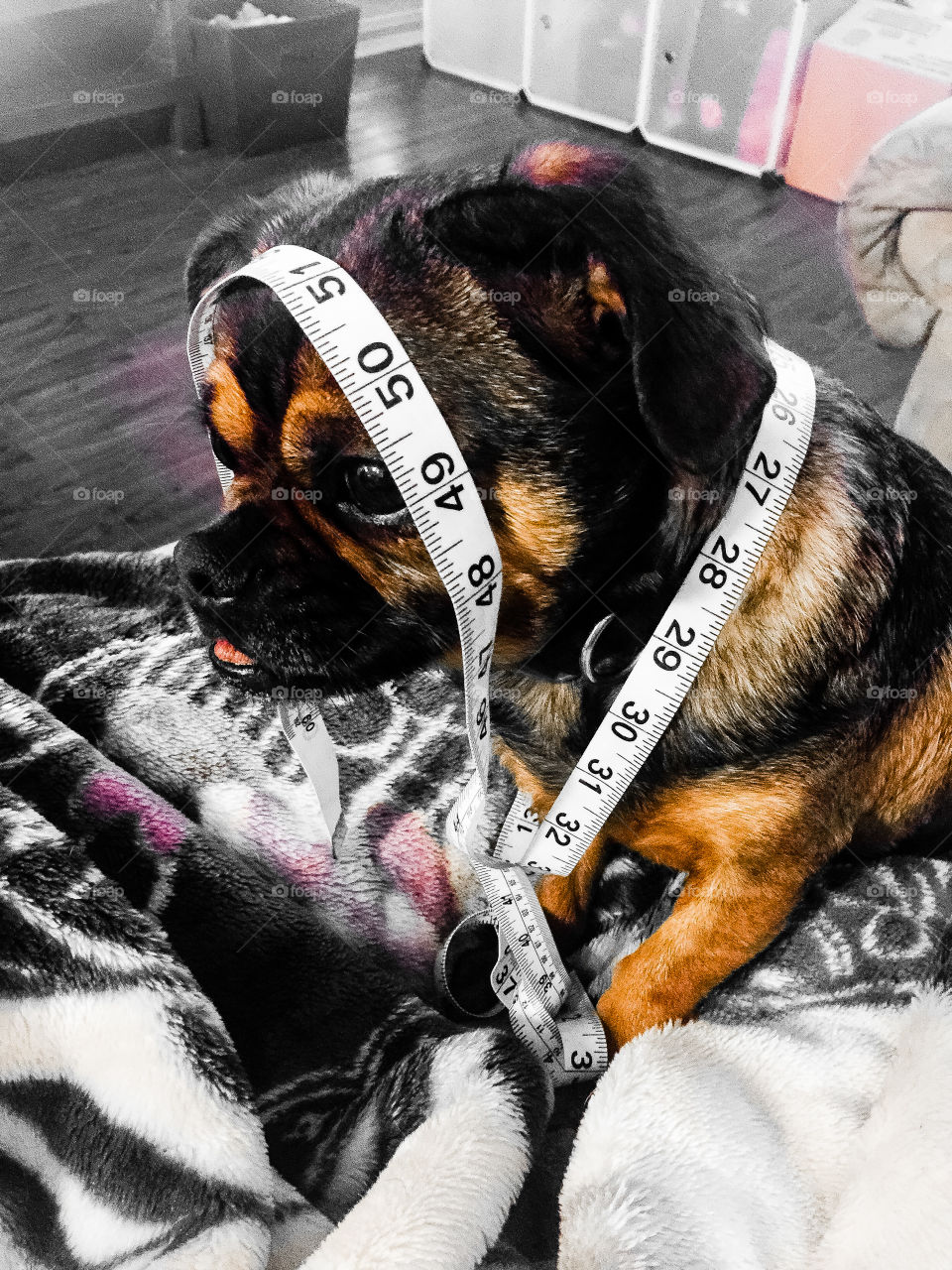 My dog mixed up in my tape measure