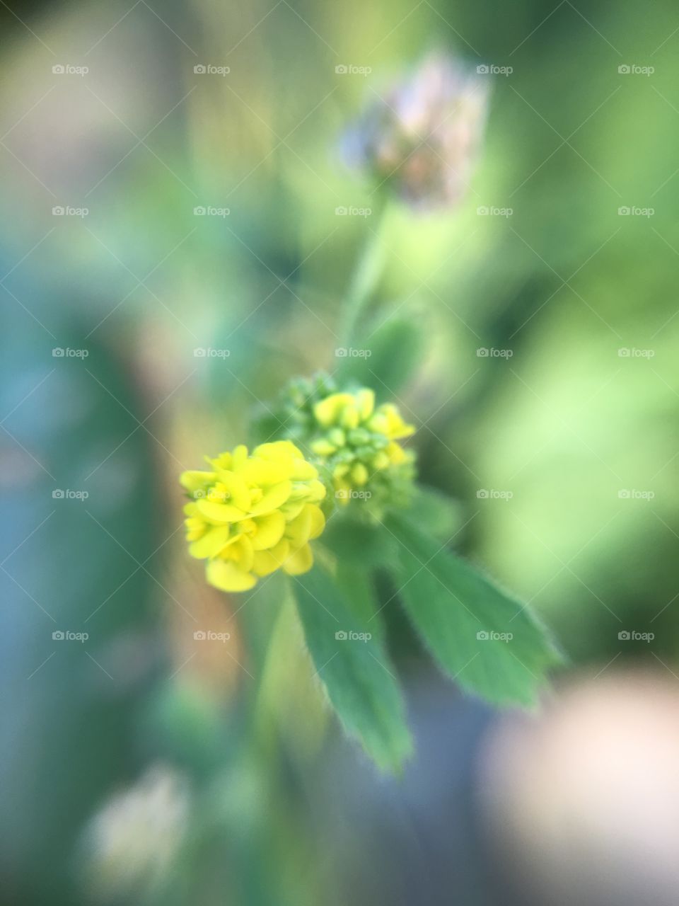 Tiny yellow flowers