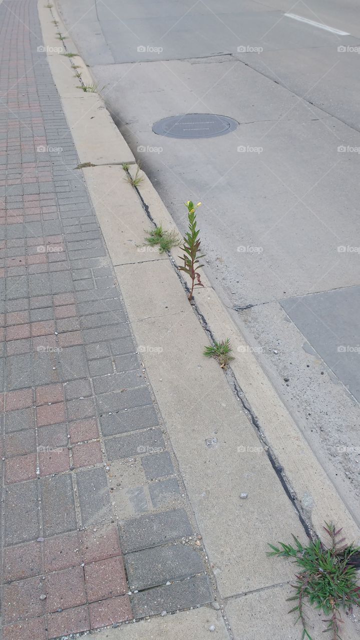 a plant growing in the crack by the street