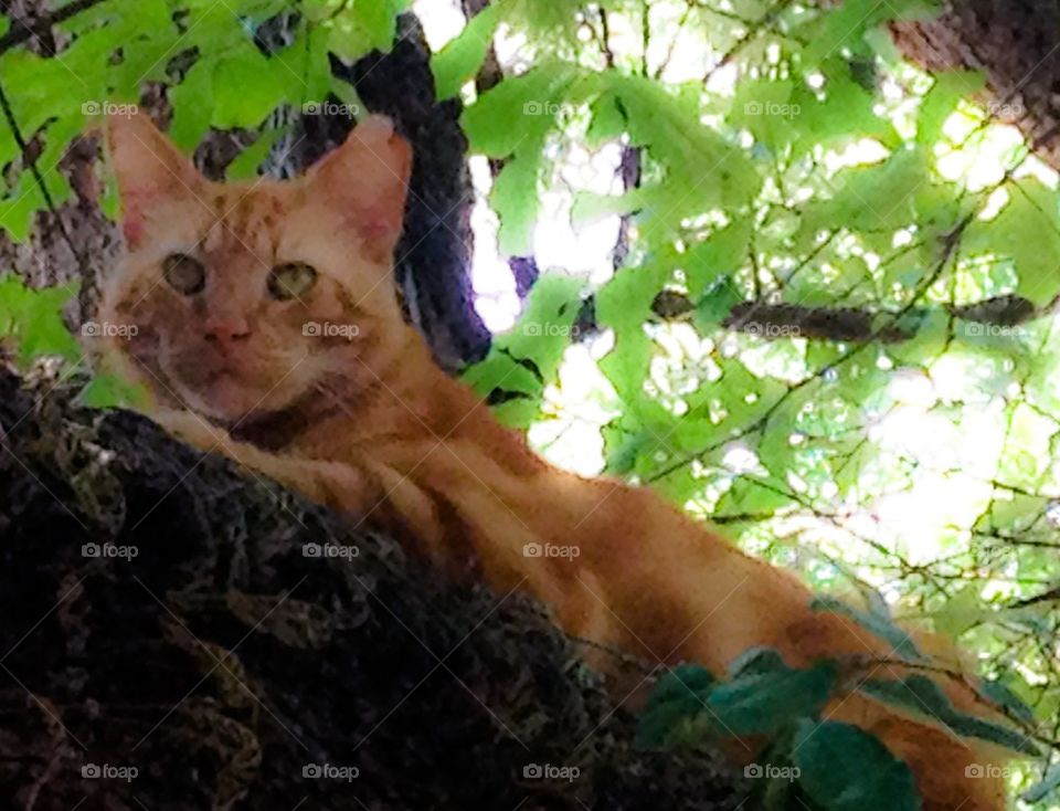 Our tiger in tree