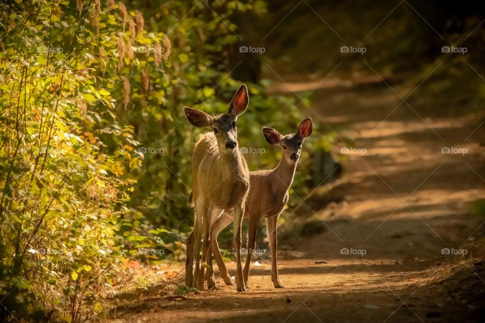 Two Black-Tail deer going for an early morning walk down the trail.