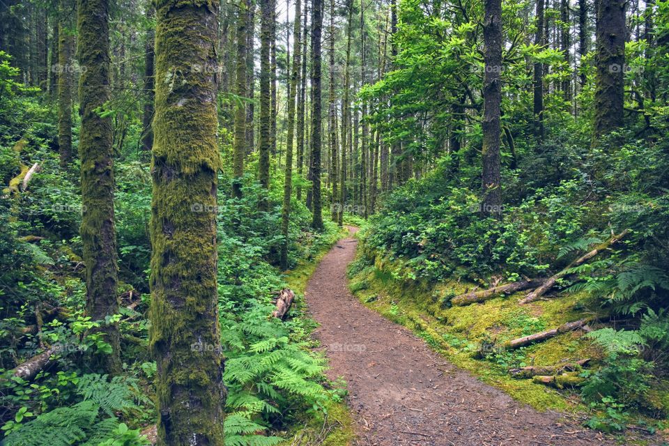 Oregon Trail 3