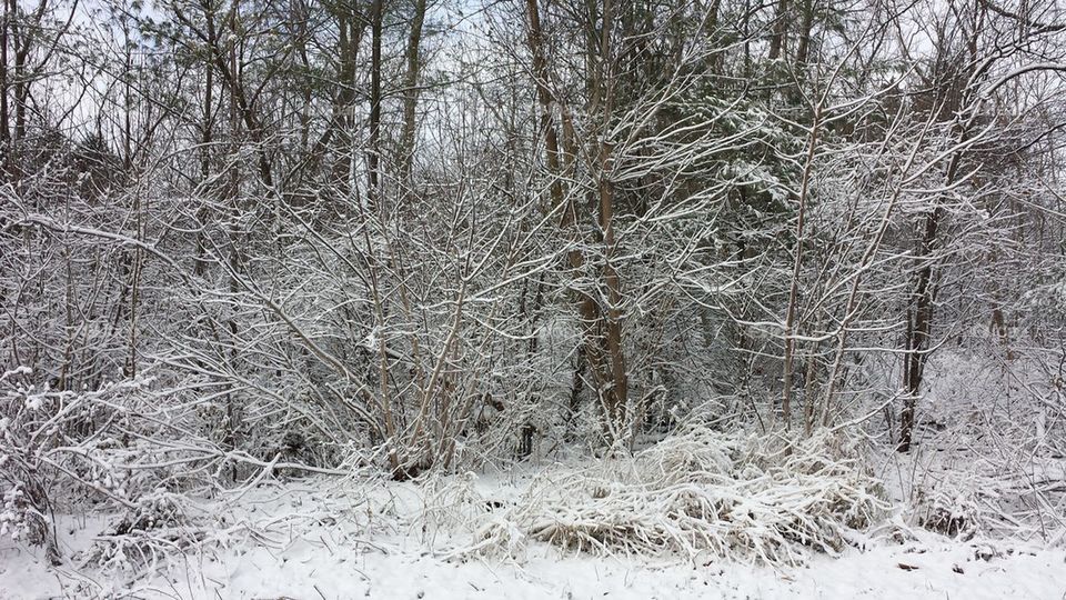 snowy trees