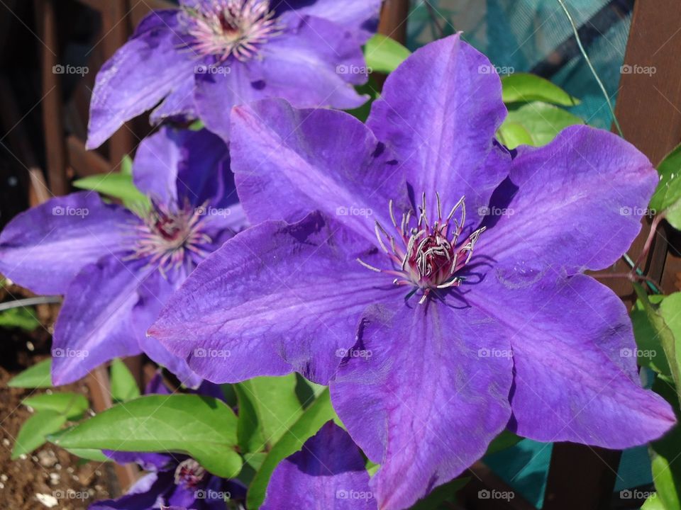 BLUE FLOWERS. clematis the president