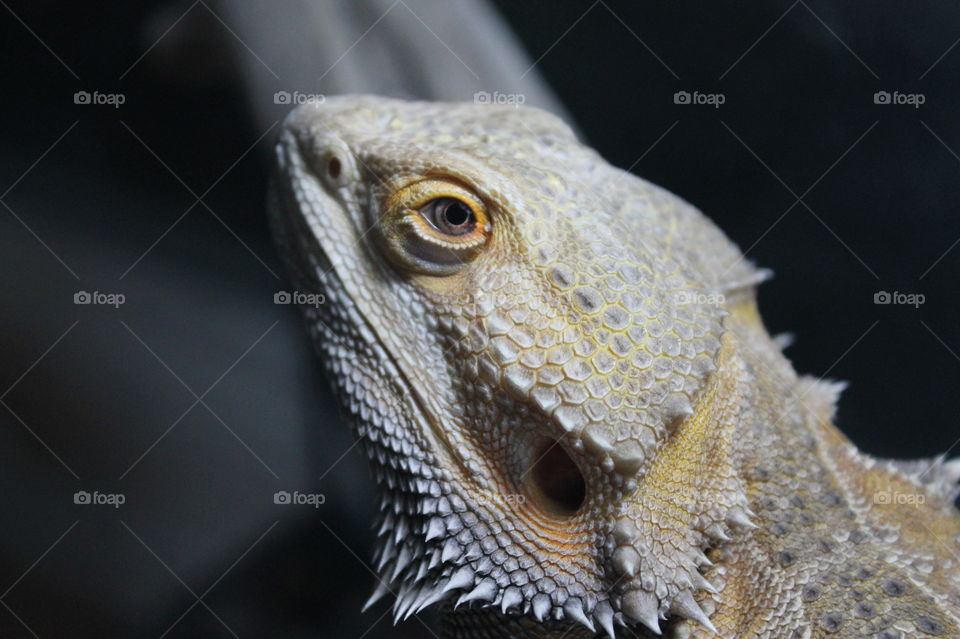 Closeup profile head-shot of our Bearded dragon Stormy. Love his beautiful eyes!