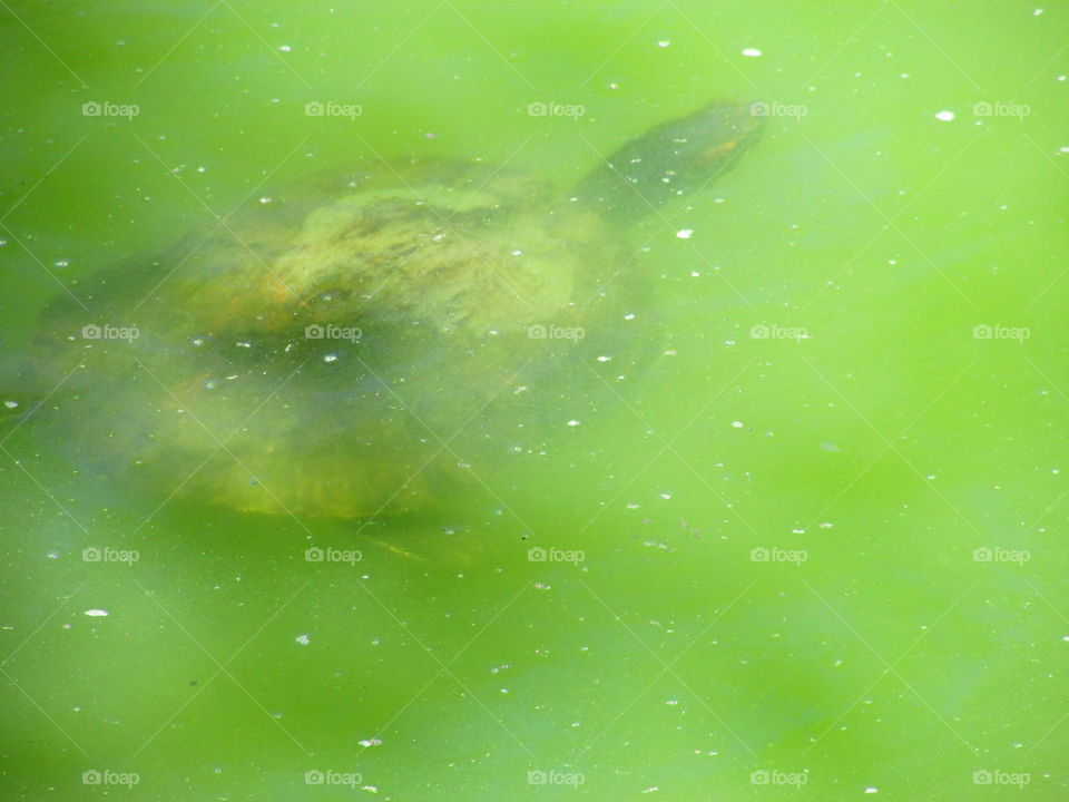 Turtle swimming underwater