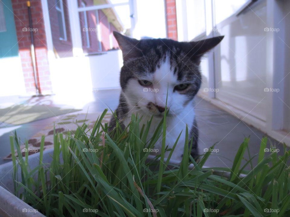 Cat eating grass 