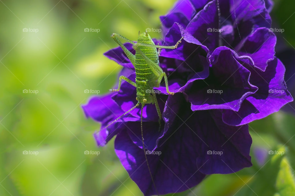 A great green bush-cricket on purple flower