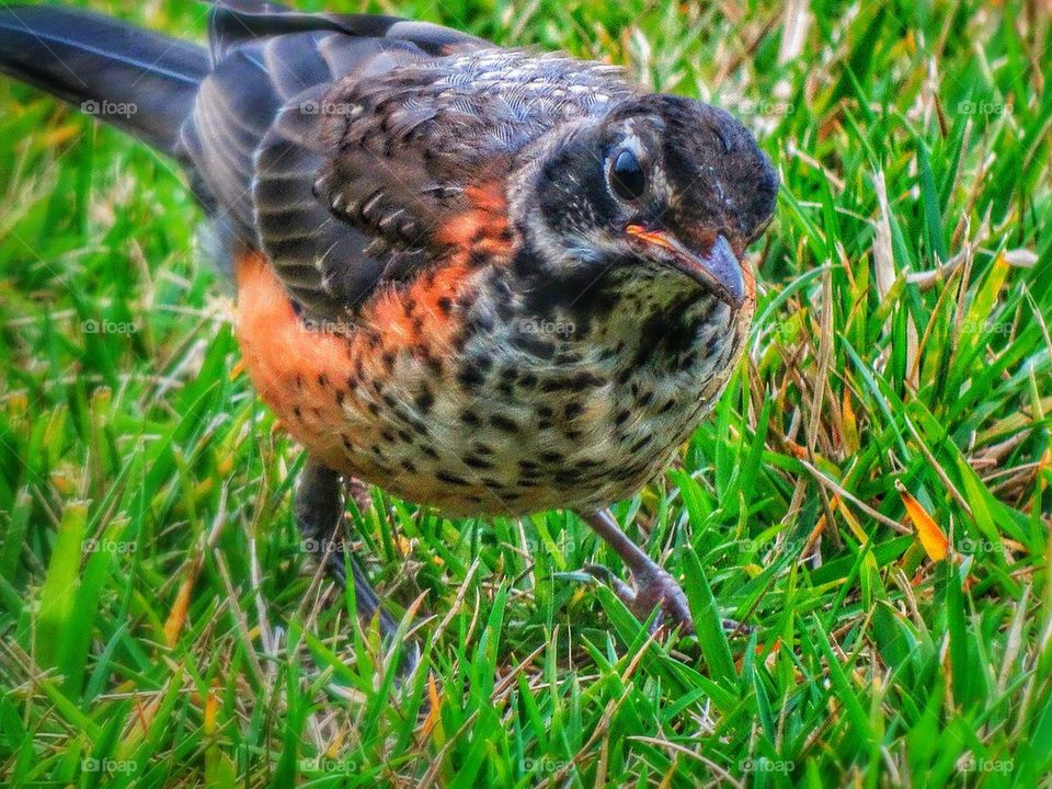 American Robin