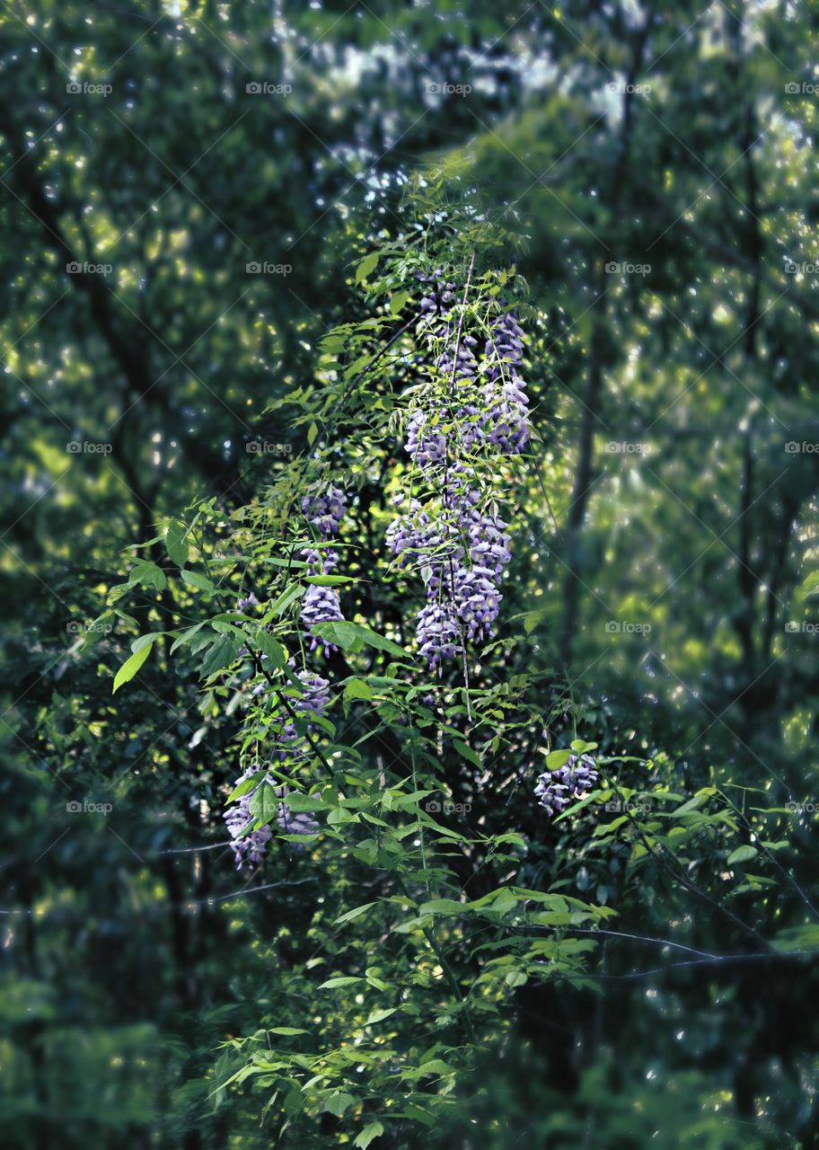 Wisteria in the wild.