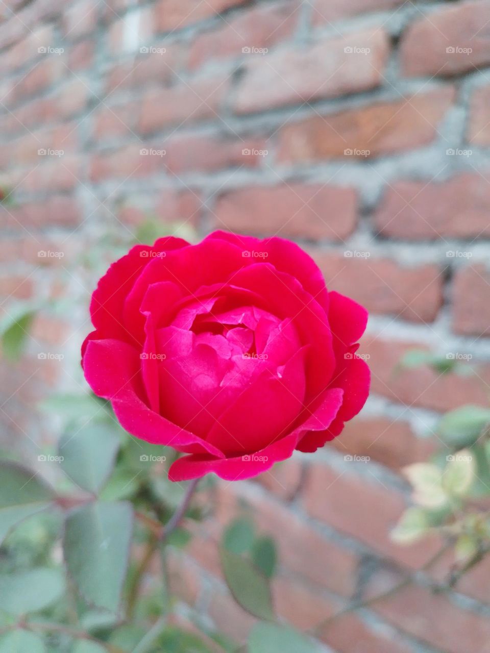 red rose