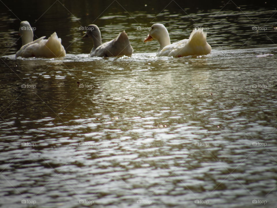 follow us 2. This is another picture of the same ducks swimming. 👣 🚶 🏃 🔥 💨