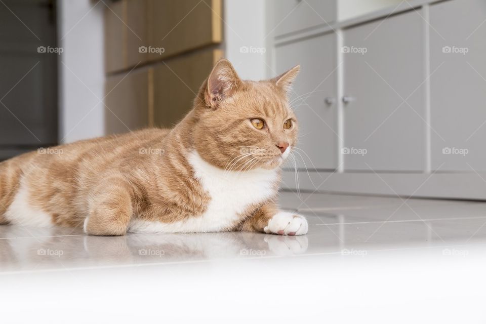 Ginger cat feeling sleepy at home 