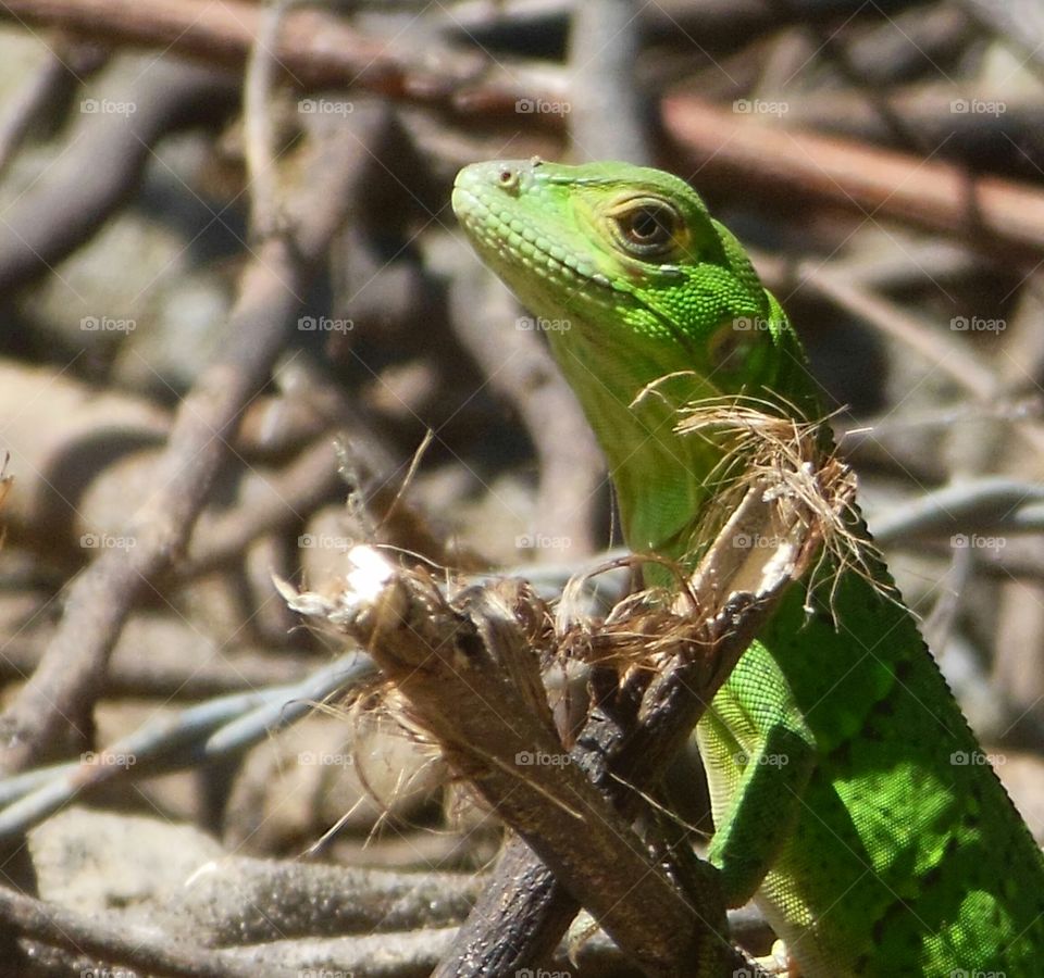 Green  reptil