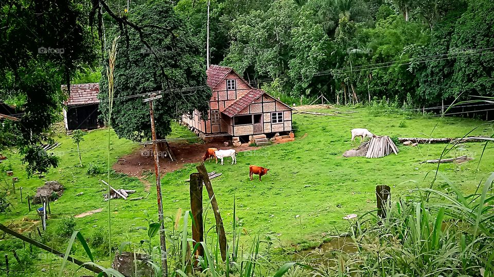 PAISAGEM GADO CAMPO RURALISTA