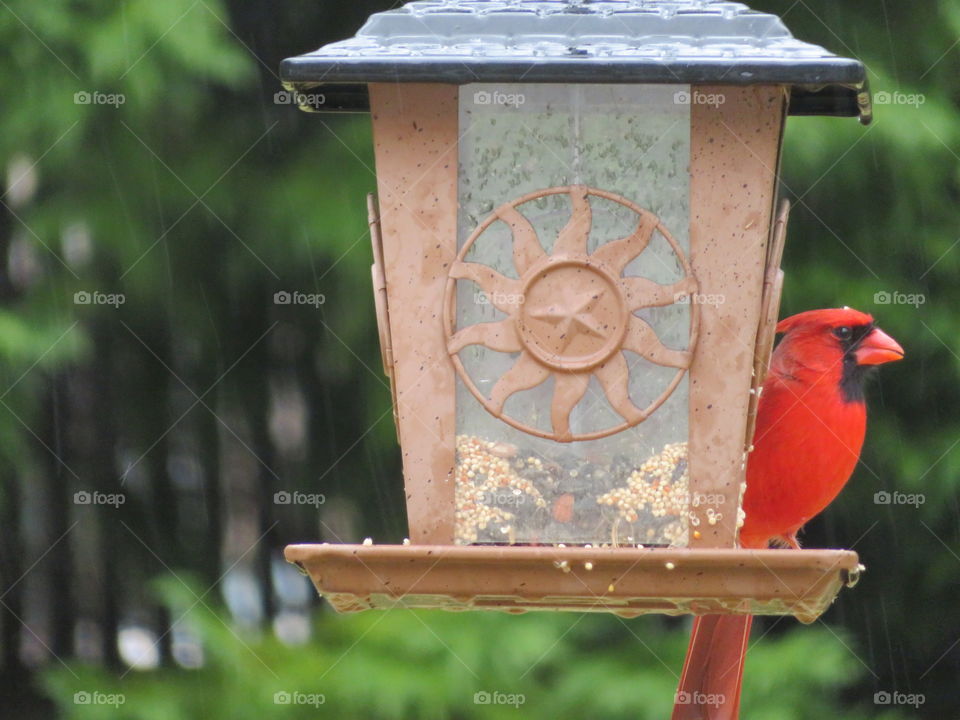 Cardinal eating