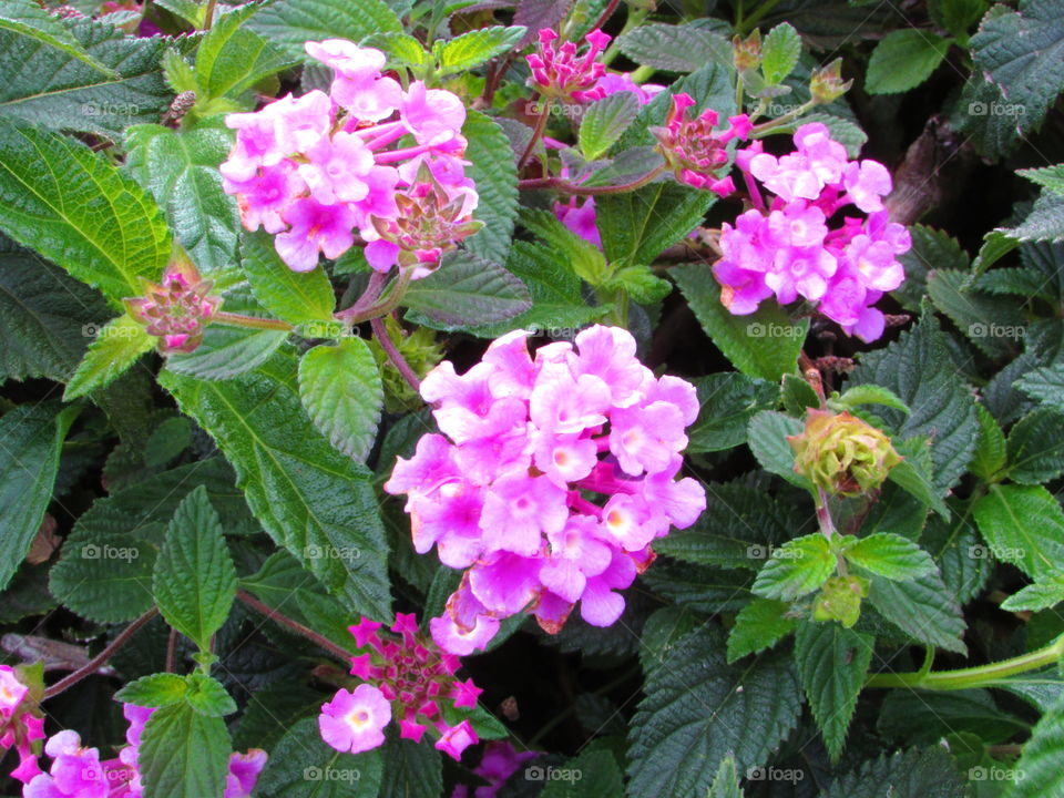 The beauty of an early spring