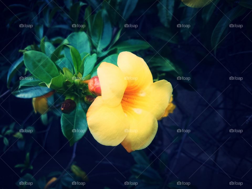 Tropical garden flower