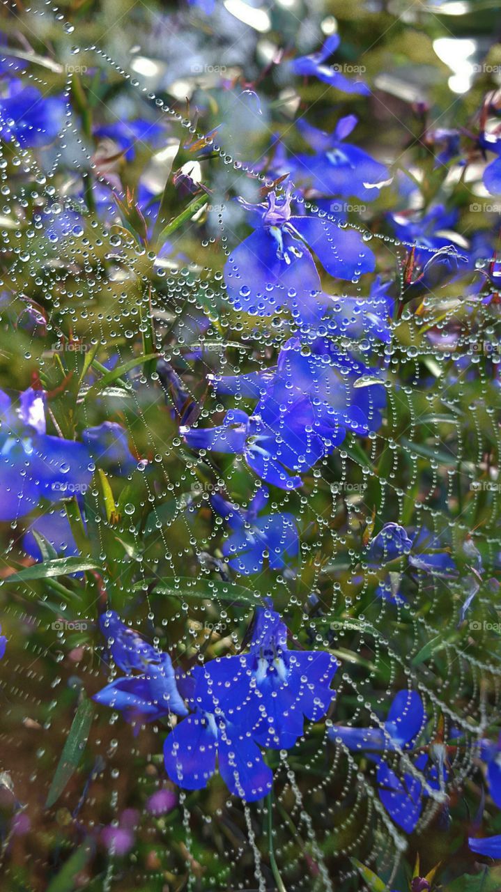 Spiderweb after the rain.