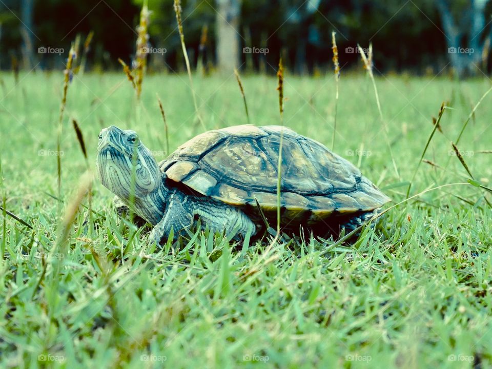 The little turtle walks in the middle of the field.