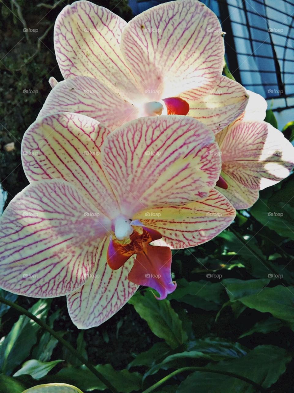 Charmosas e listradas.