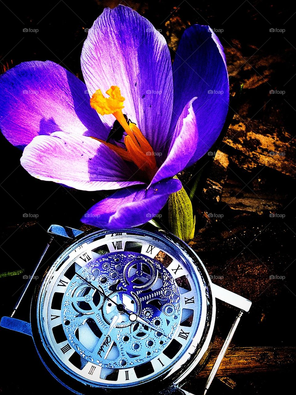 A flower with delicate purple petals in contrast to the silver clock.  Transience of life