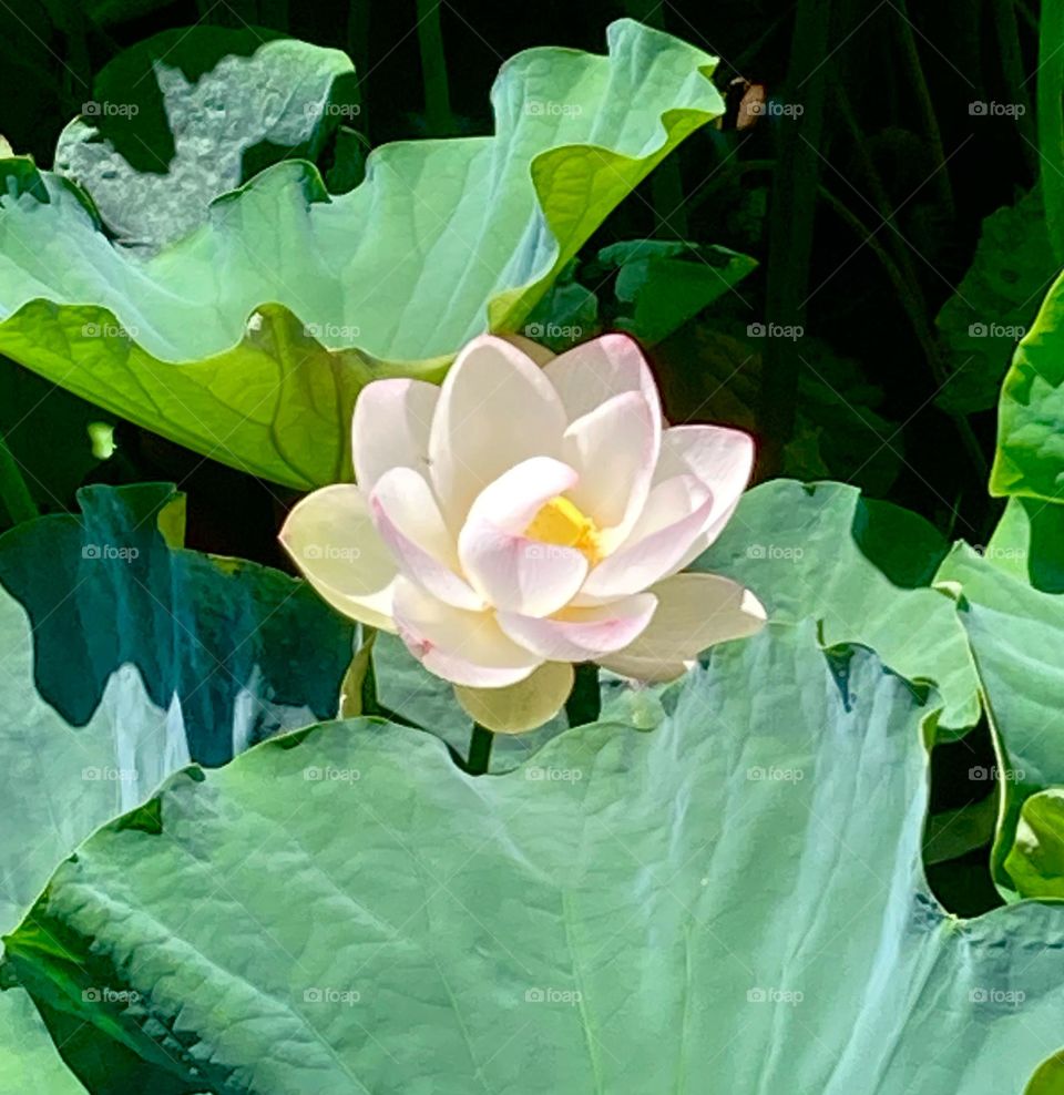 🇺🇸 Lotus flower, to brighten and beautify our screen. Photography is a great hobby! / 🇧🇷 Flor-de-lótus, para alegrar e embelezar nossa tela. Fotografia é um ótimo passatempo!