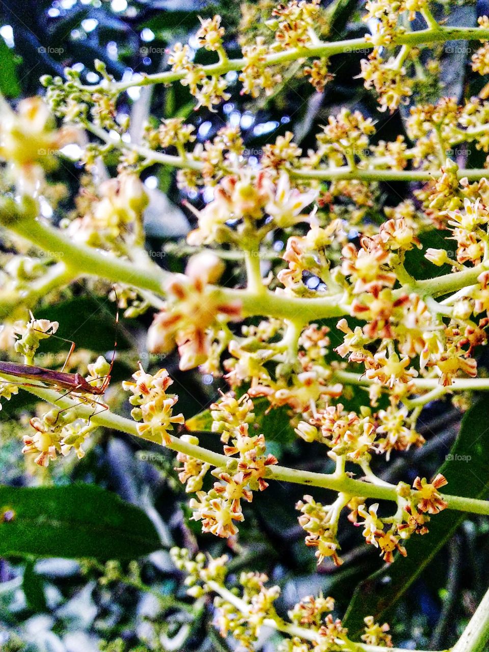 fruit mango flower