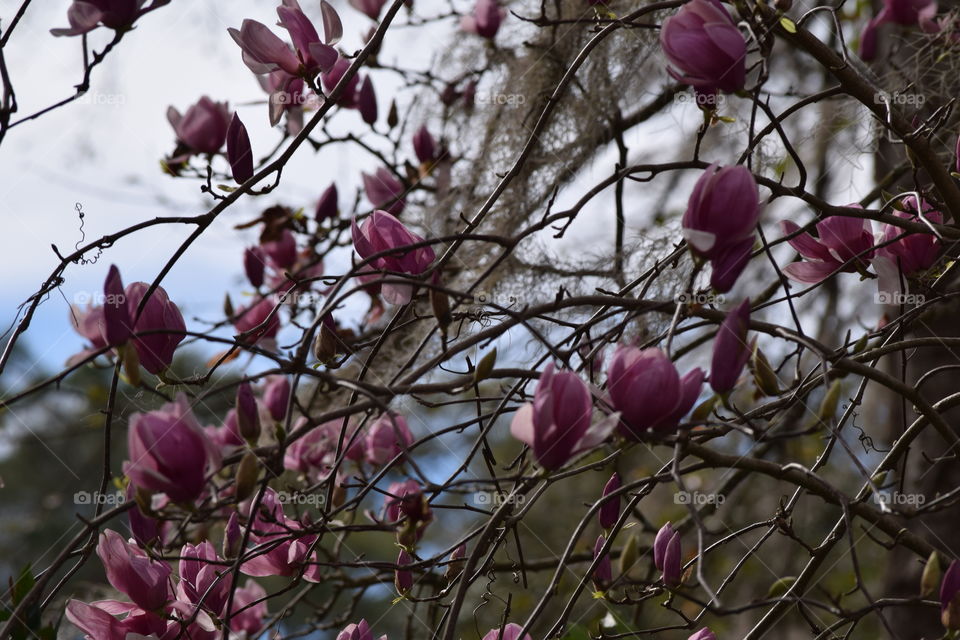 Magnolia Magic 