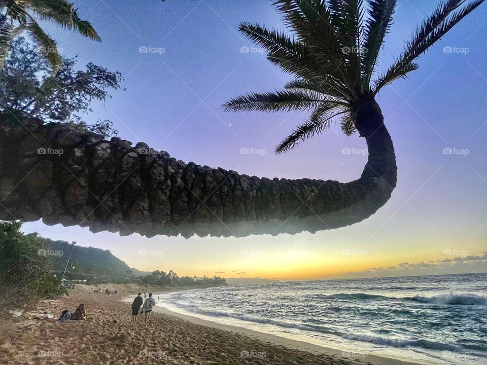 Palm tree and north shore sunset, Oahu 