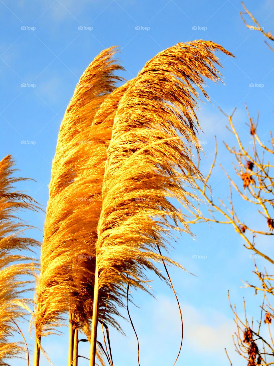 beautiful plant