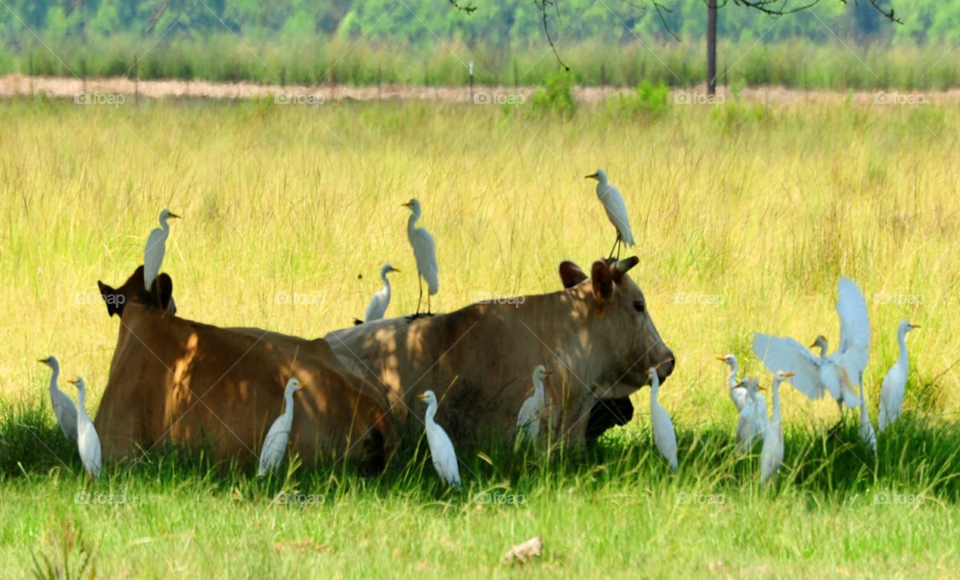 cow funny animals cow birds cattle egrets by lightanddrawing