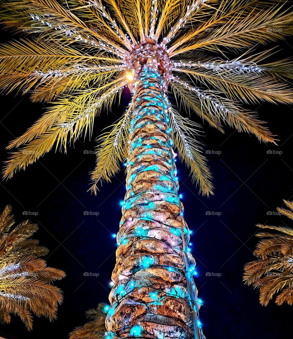 A palm tree wears a beautiful layer of lights that cast a fun glow during the holiday season