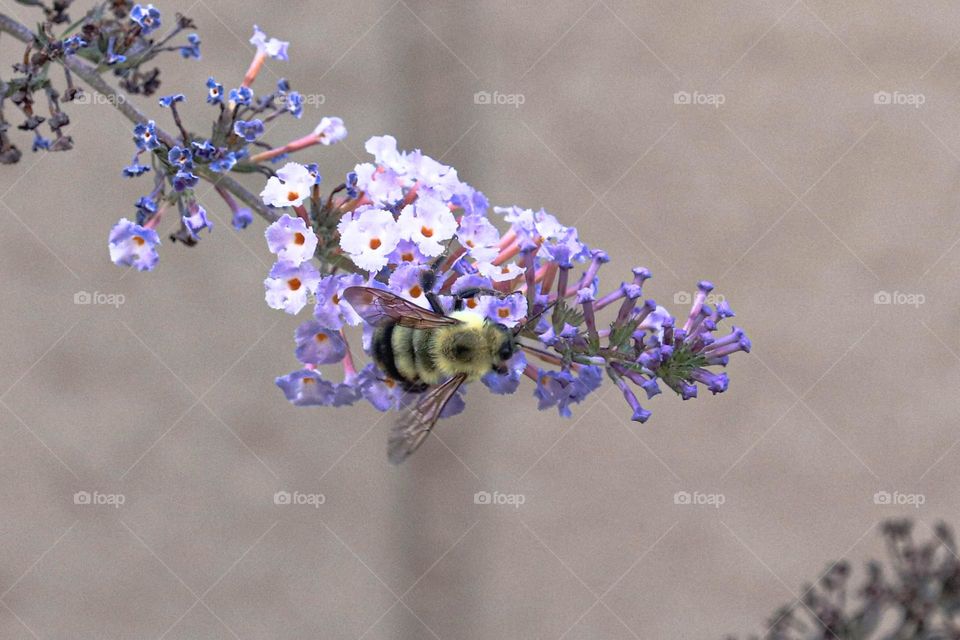 bee on a flower