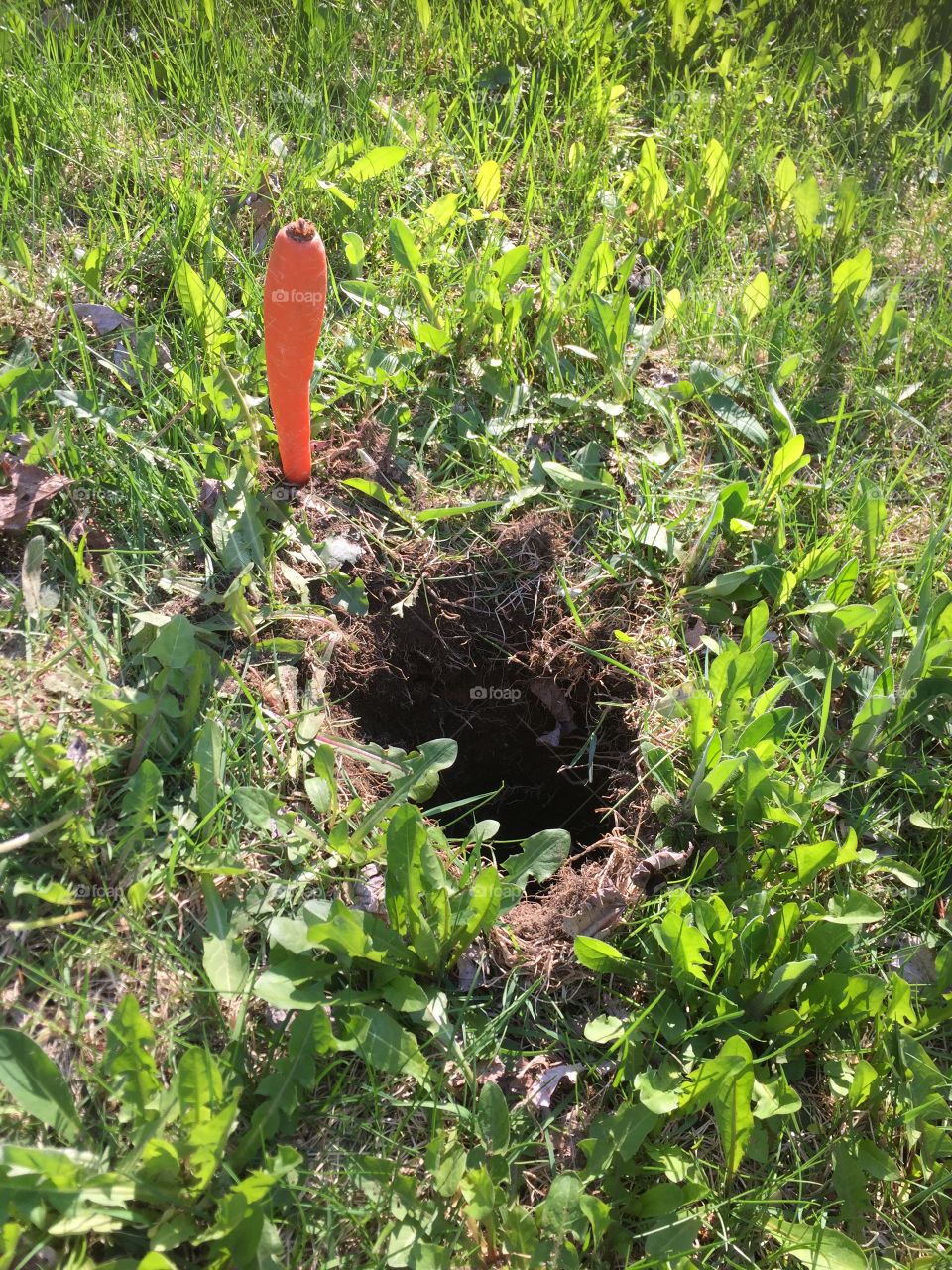 Groundhog hole and carrot