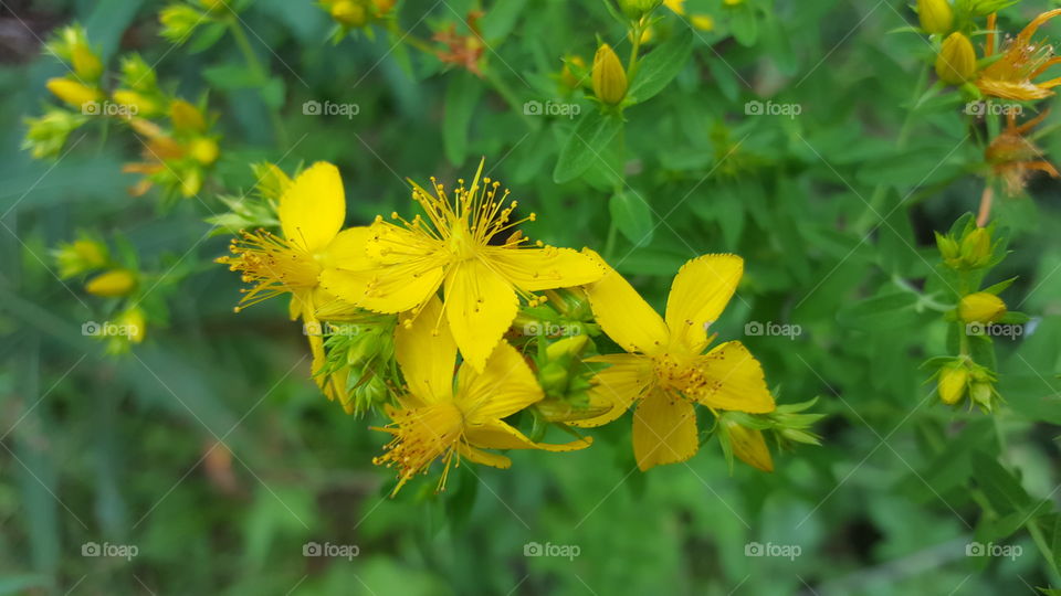 yellow wildflowers